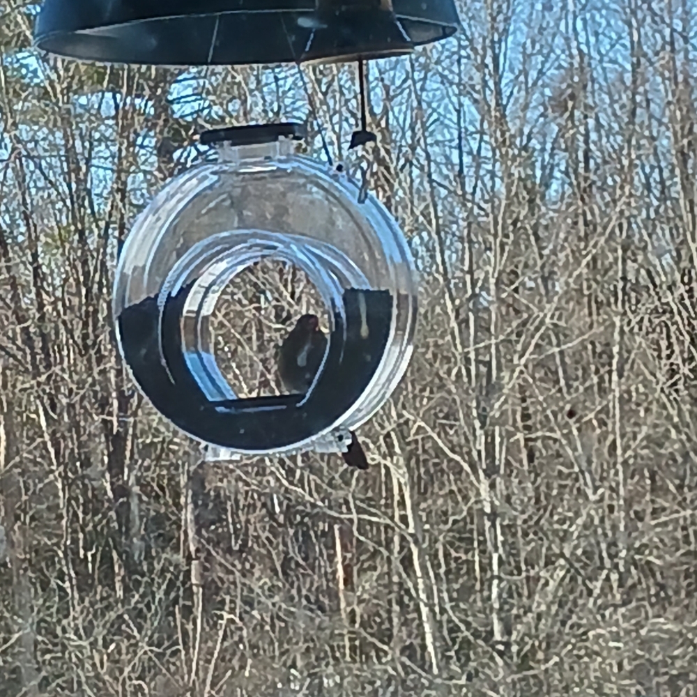 Transparent Hanging Bird Feeder
